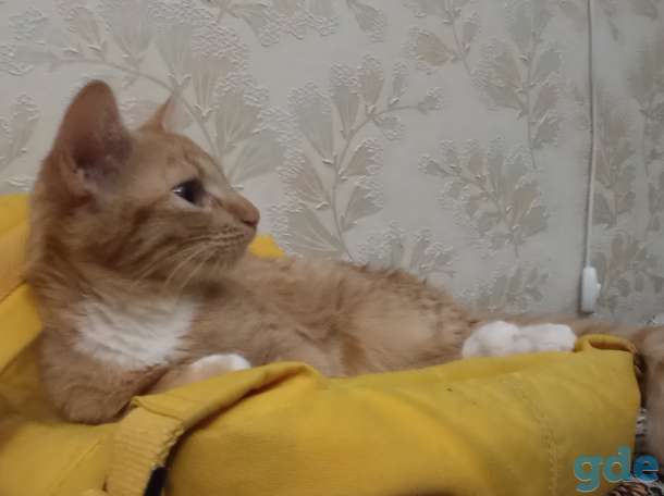 Котёнок в дар, фотография 6