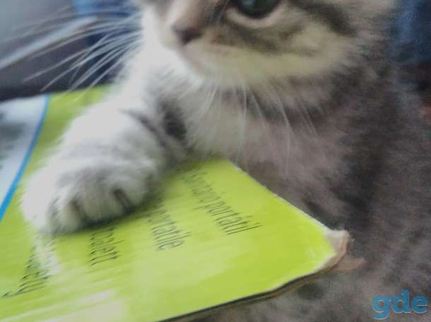 Котята, фотография 2