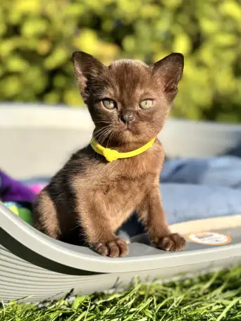 Котёнок Европейской бурмы, фотография 5