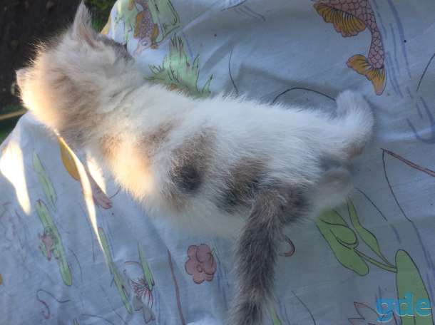 Котята, фотография 2