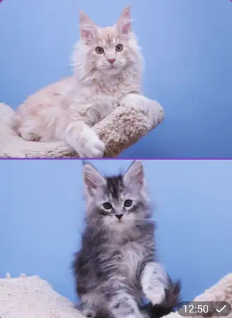 Котята, фотография 1