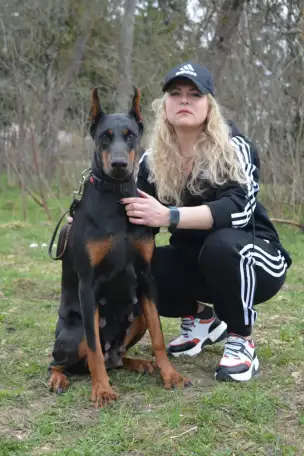 Продам щенков добермана, фотография 4
