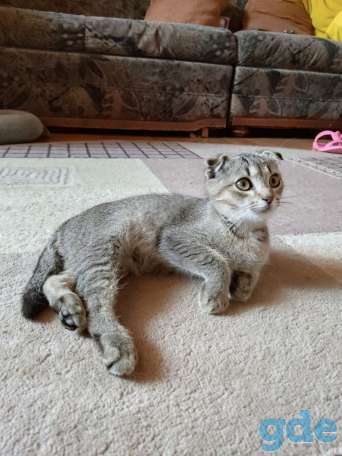 Шотландский вислоухий котенок, фотография 2