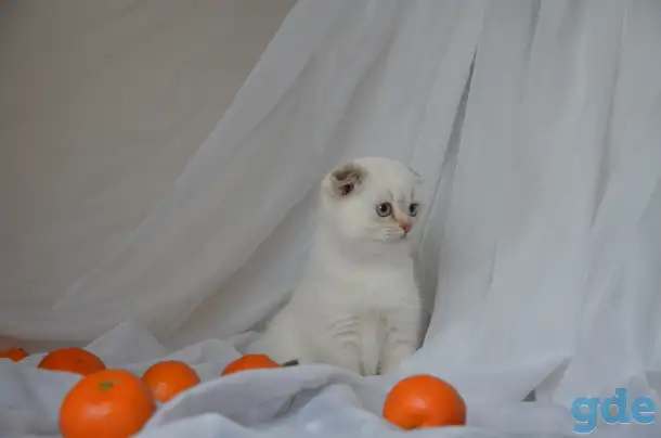 Шотландские котята, фотография 2