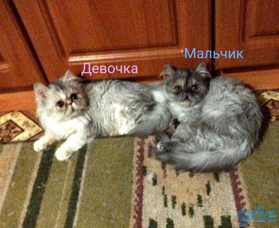 Персидские котята экстремалы чистокровные персы., фотография 4
