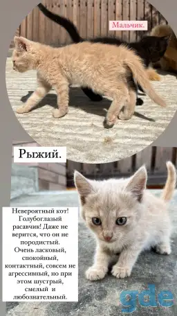 Котёнок (1 мес) в дар, фотография 6