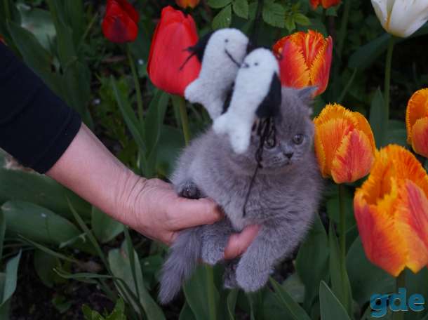 Британская кошечка, фотография 2