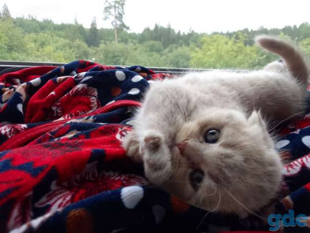 Шотландские котята, фотография 2