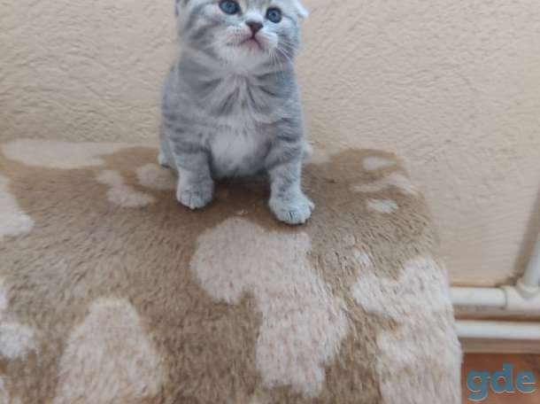 шотландские котята, фотография 6