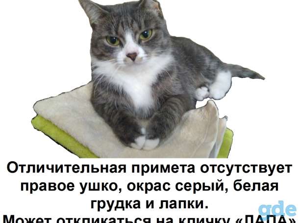 Пропала кошка, фотография 1