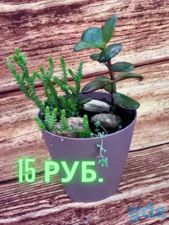 цветы комнаные, фотография 2