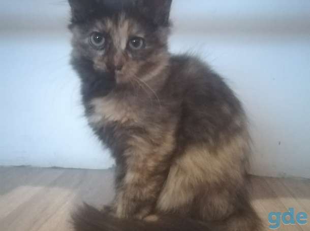 Отдам котят, фотография 2