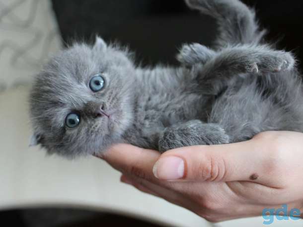 Шотландские котята, фотография 2