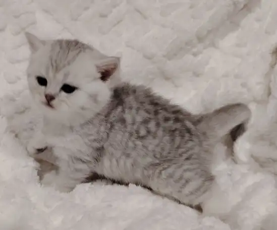 Шотландские котята., фотография 4