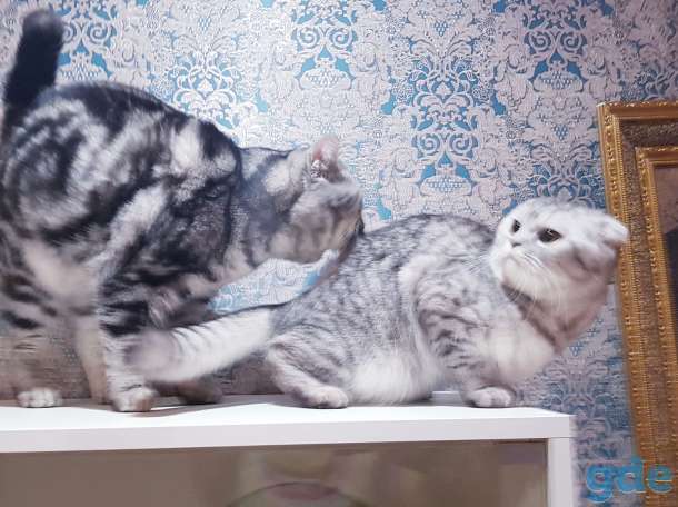 Шотландский кот/вязка., фотография 2