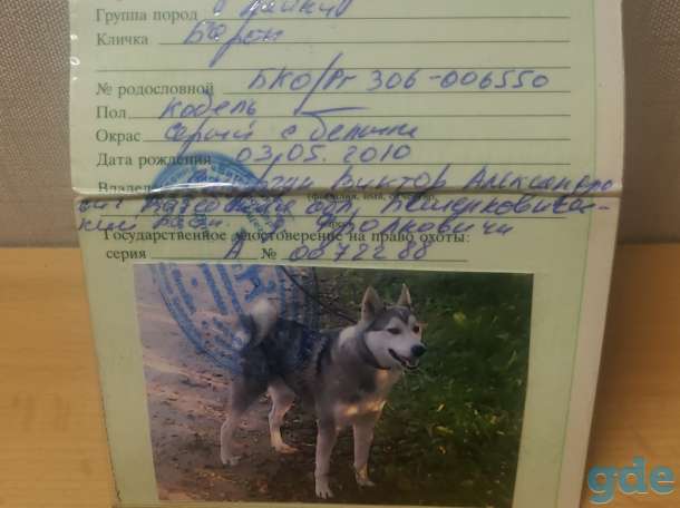 Продам ЗСЛ. Работает по копытным и пушнине., фотография 2