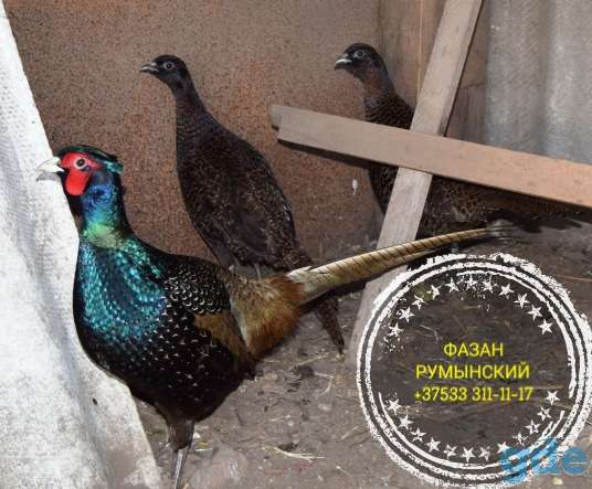 Разная птица . Цыплята , фазанята .Сезон 2026 г., фотография 3