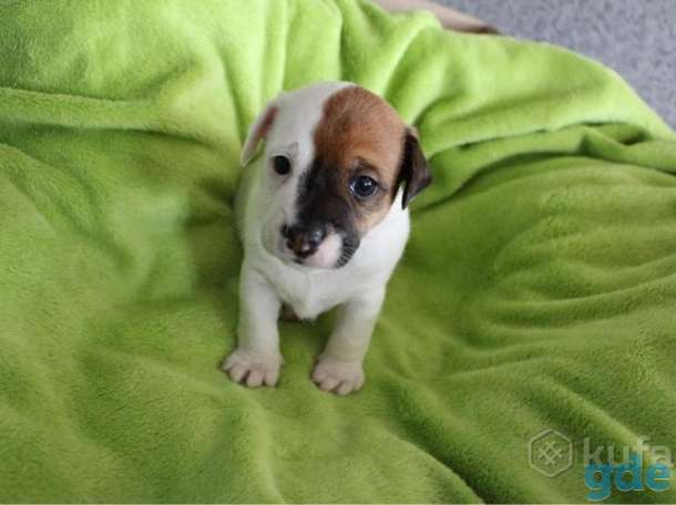 Щенки, фотография 2