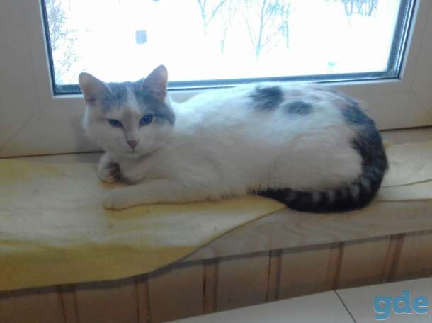 Котики в дар, фотография 2