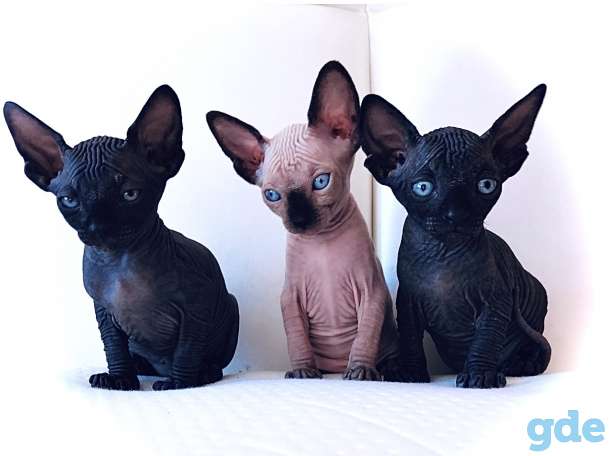 КАНАДСКИЙ СФИНКС кот приглашает на ВЯЗКУ кошечку, фотография 5