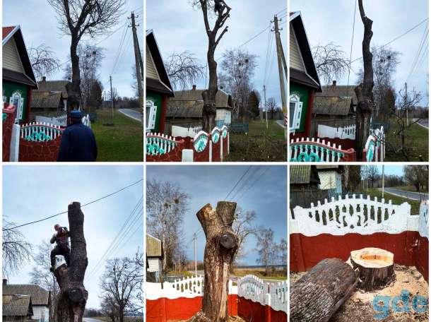 Спилить дерево с помощью альпинистов + скидка!, фотография 3
