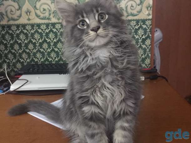 Породистые котята, фотография 2