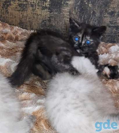 Шотланские и хайленд фолд котята, фотография 12