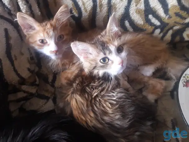 Котики, фотография 5
