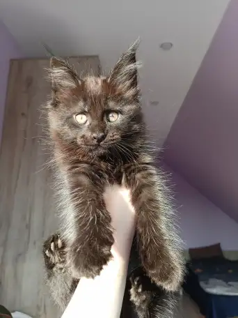 Продажа котят мейн-кунов, фотография 7