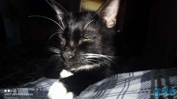 Котик, фотография 4