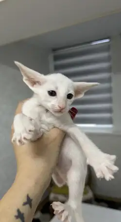 Ориентальный котенок, фотография 1