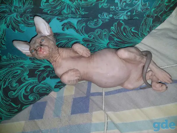 Продаются котята, фотография 6