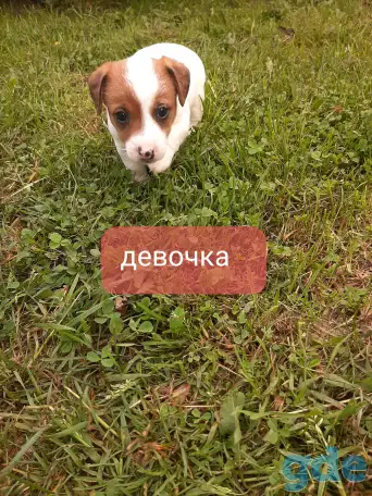 Щенки, фотография 3