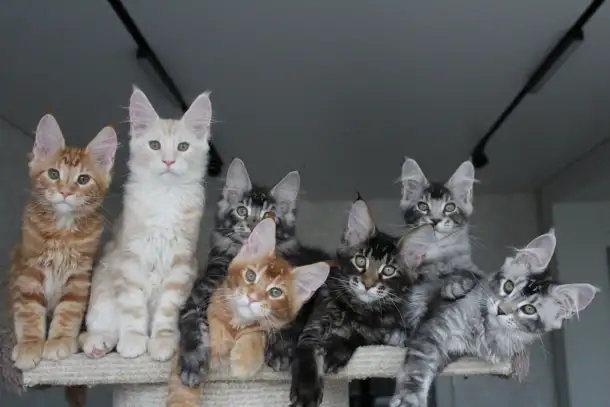 Котята породы мейн-кун., фотография 3