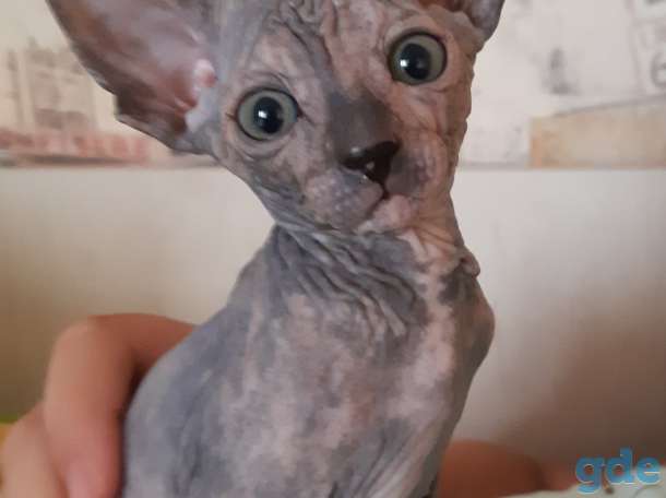 Кошки, фотография 1