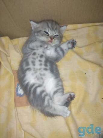 Шотландская кошка, фотография 2