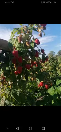 Продам саженцы малины Полонез, фотография 1