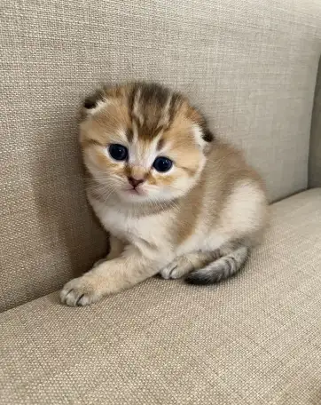 Шотландские котята, фотография 2