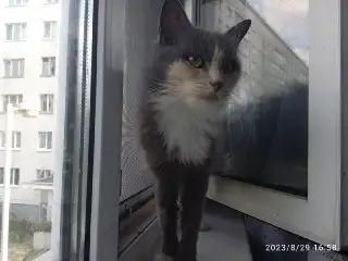 Сладкая кошечка Луна ищет дом!, фотография 1