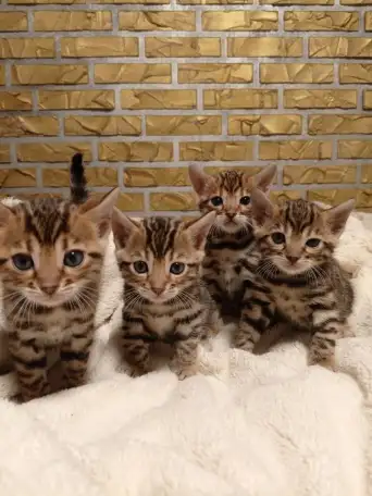 Продам шикарных котят породы бенгальские кароткошорстные, фотография 1