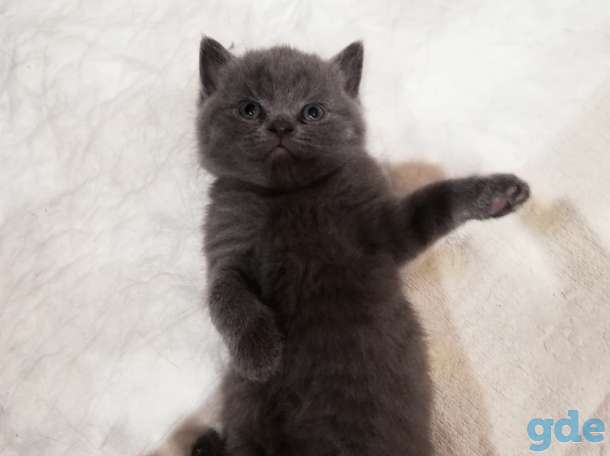 Британский котенок, фотография 5