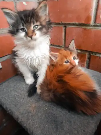 Котята Мейн куны, фотография 2