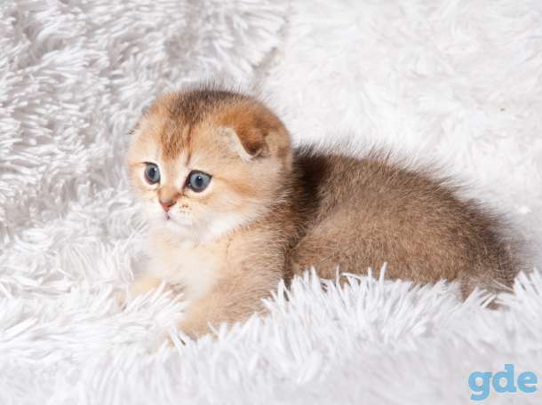 Шотландские котята, фотография 3