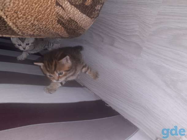 Шотландские котята, фотография 3