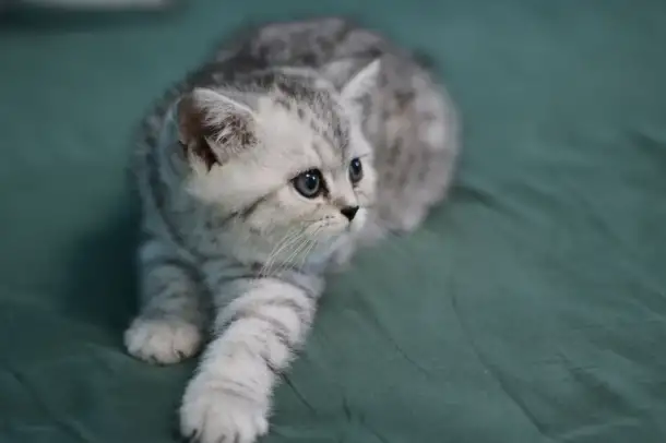 Шотландские котята, фотография 3