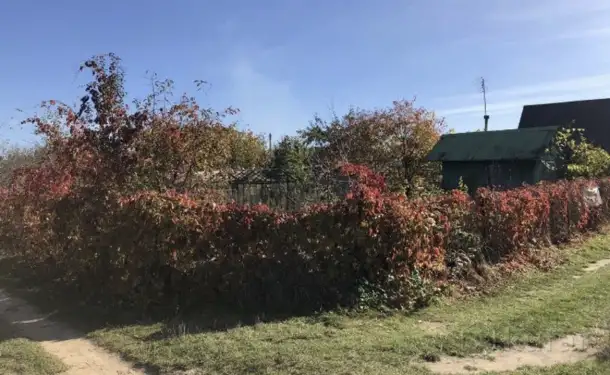 Продам дачный участок в 7 км от Ольшанки Гродно, фотография 3