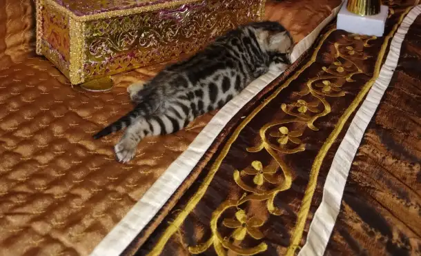 Роскошные бенгальские котята, фотография 1