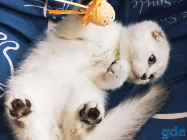 Чистокровные шотландские короткошерстные котята, фотография 3