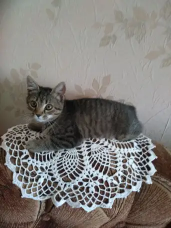 Кошечку в дар., фотография 1