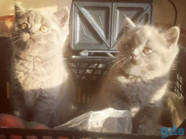 Котята британской породы, фотография 1